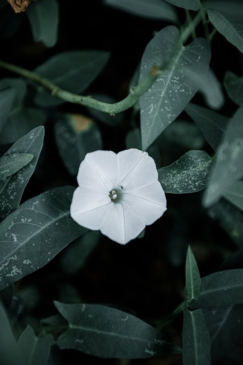 Botanical wonderlands